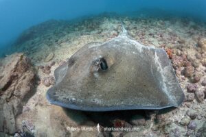 Lutz's Stingray, Hypanus berthalutzae. Natal, Brazil, Southwest Atlantic Ocean.