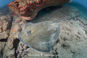 Lutz's Stingray, Hypanus berthalutzae. Natal, Brazil, Southwest Atlantic Ocean.