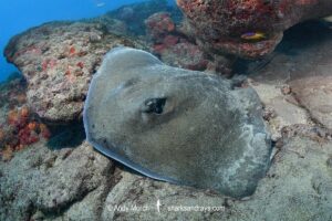 Lutz's Stingray, Hypanus berthalutzae. Natal, Brazil, Southwest Atlantic Ocean.