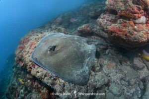 Lutz's Stingray, Hypanus berthalutzae. Natal, Brazil, Southwest Atlantic Ocean.