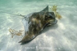 New Zealand Eagle Ray, Myliobatis tenuicaudatus. Aka bull ray, Southern bat ray, Australian Eagle Ray, Southern Eagle Ray. Hamelyn Bay, Western Australia, Indian Ocean.