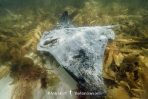 New Zealand Eagle Ray, Myliobatis tenuicaudatus. Aka bull ray, Southern bat ray, Australian Eagle Ray, Southern Eagle Ray. Hamelyn Bay, Western Australia, Indian Ocean.