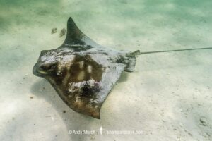 New Zealand Eagle Ray, Myliobatis tenuicaudatus. Aka bull ray, Southern bat ray, Australian Eagle Ray, Southern Eagle Ray. Hamelyn Bay, Western Australia, Indian Ocean.