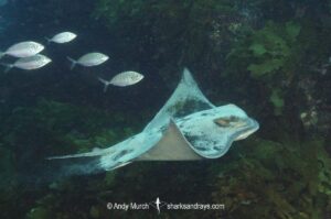 New Zealand Eagle Ray, Myliobatis tenuicaudatus. Aka bull ray, Southern bat ray, Australian Eagle Ray, Southern Eagle Ray. Hamelyn Bay, Western Australia, Indian Ocean.