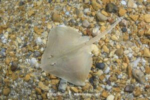 Smalleyed Skate, aka Smalleyed Ray, Raja microocellata. Juvenile at Weymouth Bay, UK. Northeast Atlantic Ocean.