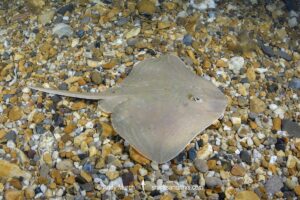 Smalleyed Skate, aka Smalleyed Ray, Raja microocellata. Juvenile at Weymouth Bay, UK. Northeast Atlantic Ocean.