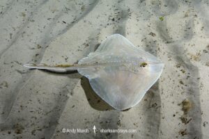 Smalleyed Skate, aka Smalleyed Ray, Raja microocellata. Juvenile at Weymouth Bay, UK. Northeast Atlantic Ocean.