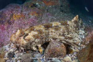 Banded Wobbegong, Orectolobus halei. Aka Gulf Wobbegong. Broughton Island, Nelson Bay, NSW, Australia, South Pacific Ocean.