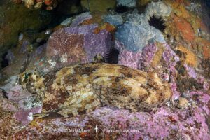 Banded Wobbegong, Orectolobus halei. Aka Gulf Wobbegong. Broughton Island, Nelson Bay, NSW, Australia, South Pacific Ocean.