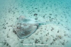 Longnose Stingray, Hypanus guttatus. Natal, Brazil, southwestern Atlantic Ocean.