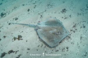 Longnose Stingray, Hypanus guttatus. Natal, Brazil, southwestern Atlantic Ocean.