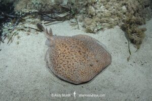 Marbled Torpedo Ray, Torpedo marmorata, Aka Marbled Electric Ray. Playa La Granadella, Spain, Mediterranean Sea.