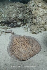 Marbled Torpedo Ray, Torpedo marmorata, Aka Marbled Electric Ray. Playa La Granadella, Spain, Mediterranean Sea.