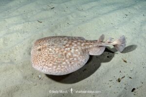 Marbled Torpedo Ray, Torpedo marmorata, Aka Marbled Electric Ray. Playa La Granadella, Spain, Mediterranean Sea.