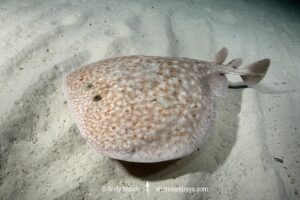 Marbled Torpedo Ray, Torpedo marmorata, Aka Marbled Electric Ray. Playa La Granadella, Spain, Mediterranean Sea.