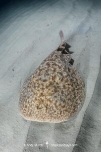 Marbled Torpedo Ray, Torpedo marmorata, Aka Marbled Electric Ray. Playa La Granadella, Spain, Mediterranean Sea.