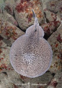 Marbled Torpedo Ray, Torpedo marmorata, Aka Marbled Electric Ray. Sept Iles Archipelago, Brittany, France, Northwest Atlantic Ocean.