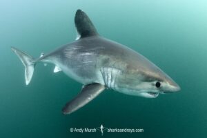 Porbeagle Shark, Lamna nasus. Brittany, France, Northest Atlantic Ocean.