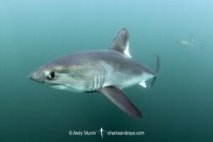 Porbeagle Shark, Lamna nasus. Brittany, France, Northest Atlantic Ocean.