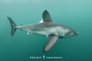 Porbeagle Shark, Lamna nasus. Brittany, France, Northest Atlantic Ocean.