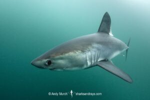 Porbeagle Shark, Lamna nasus. Brittany, France, Northest Atlantic Ocean.