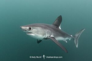 Porbeagle Shark, Lamna nasus. Brittany, France, Northest Atlantic Ocean.