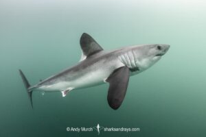 Porbeagle Shark, Lamna nasus. Brittany, France, Northest Atlantic Ocean.