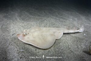 Shortnose Guitarfish, Zapteryx brevirostris, aka Lesser Guitarfish. Adult female. Buzios, Brazil, southestern Atlatic Ocean.
