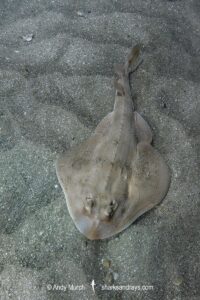 Shortnose Guitarfish, Zapteryx brevirostris, aka Lesser Guitarfish. Adult female. Buzios, Brazil, southestern Atlatic Ocean.