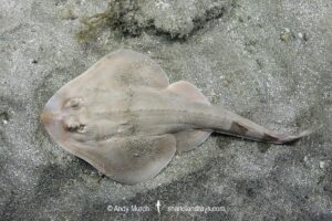 Shortnose Guitarfish, Zapteryx brevirostris, aka Lesser Guitarfish. Adult female. Buzios, Brazil, southestern Atlatic Ocean.
