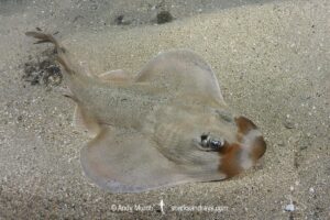 Shortnose Guitarfish, Zapteryx brevirostris. Aka Lesser Guitarfish. Adult male, Buzios, Brazil, southestern Atlatic Ocean.