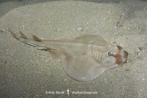 Shortnose Guitarfish, Zapteryx brevirostris. Aka Lesser Guitarfish.
