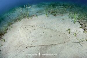 Spiny Butterfly Ray, Gymnura altavela. Cabo de Palos, Spain,