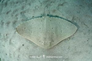Spiny Butterfly Ray, Gymnura altavela. Cabo de Palos, Spain,