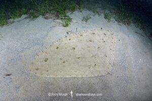 Spiny Butterfly Ray, Gymnura altavela. Playa La Granadella, Spain, Mediterranean Sea.