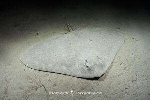 Spiny Butterfly Ray, Gymnura altavela. Playa La Granadella, Spain, Mediterranean Sea.