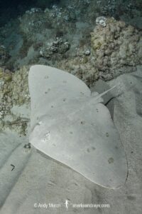 Spiny Butterfly Ray, Gymnura altavela. Playa La Granadella, Spain, Mediterranean Sea.