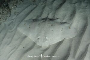 Spiny Butterfly Ray, Gymnura altavela. Playa La Granadella, Spain, Mediterranean Sea.