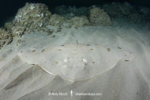 Spiny Butterfly Ray, Gymnura altavela. Playa La Granadella, Spain, Mediterranean Sea.