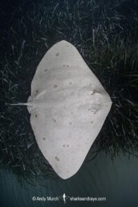 Spiny Butterfly Ray, Gymnura altavela. Playa La Granadella, Spain, Mediterranean Sea.