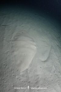 Spiny Butterfly Ray, Gymnura altavela. Playa La Granadella, Spain, Mediterranean Sea.