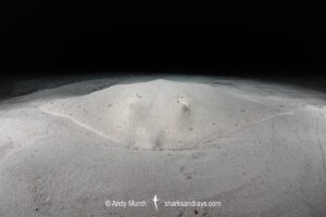 Spiny Butterfly Ray, Gymnura altavela. Playa La Granadella, Spain, Mediterranean Sea.
