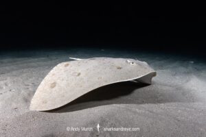 Spiny Butterfly Ray, Gymnura altavela. Playa La Granadella, Spain, Mediterranean Sea.