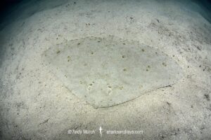 Spiny Butterfly Ray, Gymnura altavela. Playa La Granadella, Spain, Mediterranean Sea.
