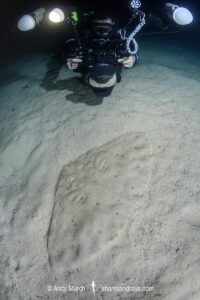 Spiny Butterfly Ray, Gymnura altavela. Playa La Granadella, Spain, Mediterranean Sea.