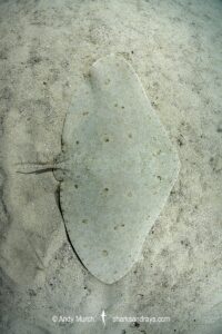 Spiny Butterfly Ray, Gymnura altavela. Playa La Granadella, Spain, Mediterranean Sea.