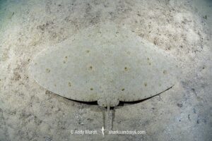 Spiny Butterfly Ray, Gymnura altavela. Playa La Granadella, Spain, Mediterranean Sea.