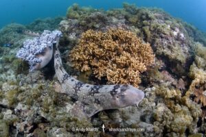 Whitespotted Bamboo Shark, Chiloscyllium plagiosum. Kannoura Bay, Shikoku, Japan, Sea of Japan.