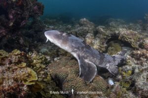 Whitespotted Bamboo Shark, Chiloscyllium plagiosum. Kannoura Bay, Shikoku, Japan, Sea of Japan.