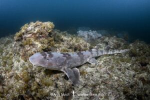 Whitespotted Bamboo Shark, Chiloscyllium plagiosum. Kannoura Bay, Shikoku, Japan, Sea of Japan.